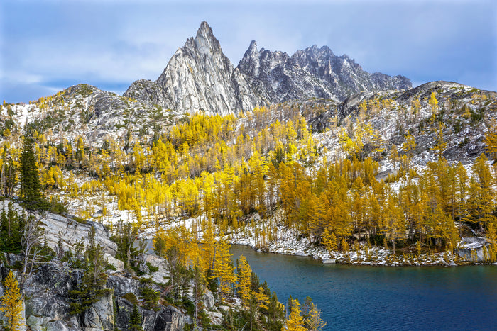 Larch Enchantments