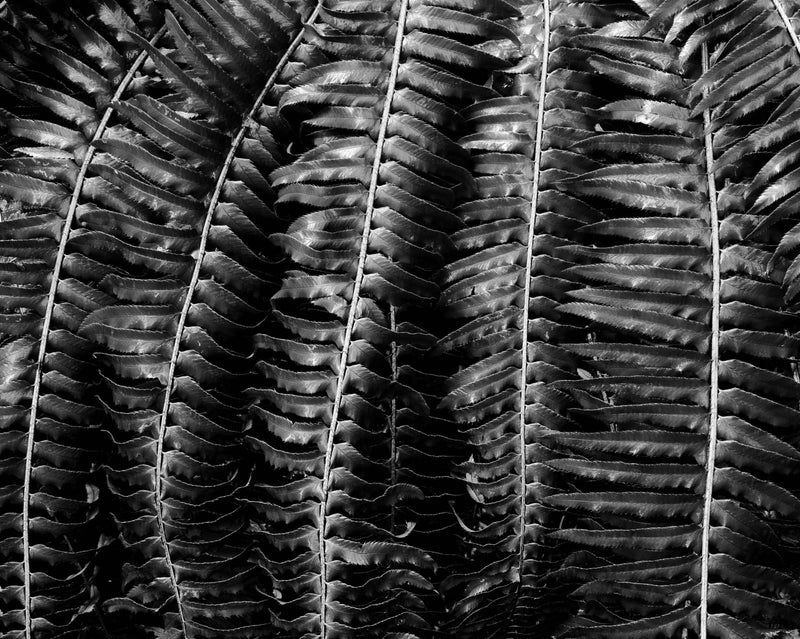 The Forest Floor 2