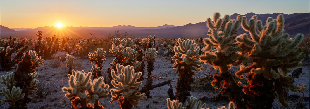 Cholla Sunrise #1
