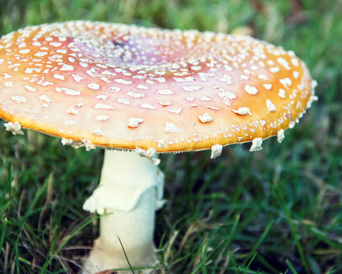 Autumn Amanita