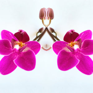 Symmetry: 2 Orchids