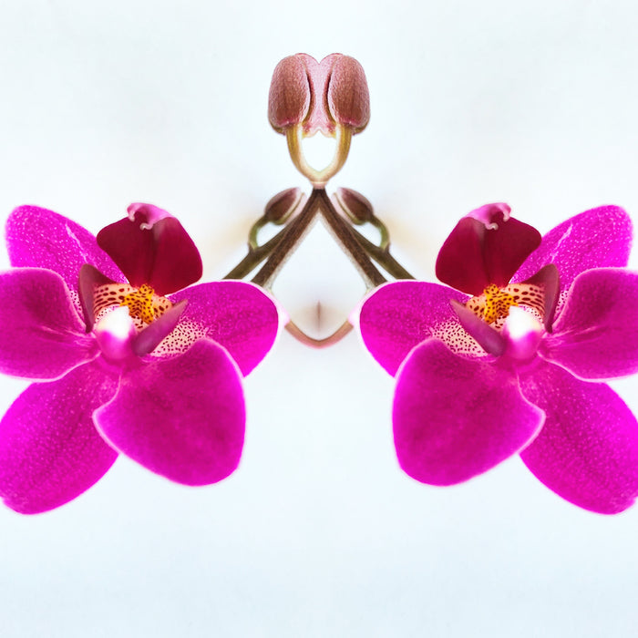 Symmetry: 2 Orchids