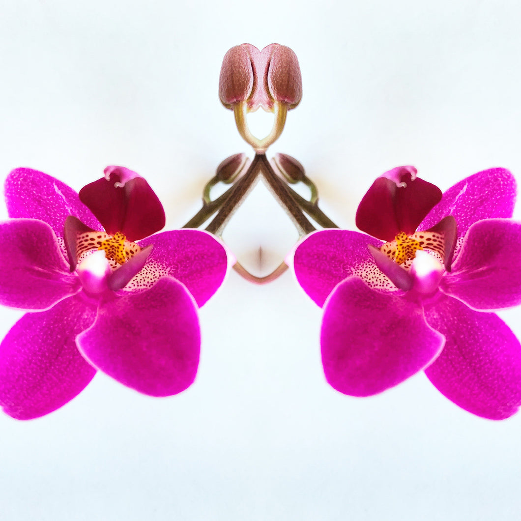Symmetry: 2 Orchids
