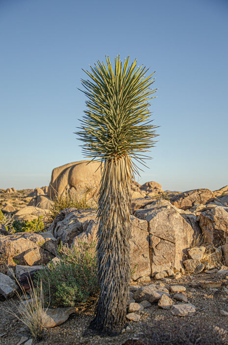 Joshua Tree. Joshua Tree National Park.