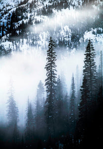 North Cascades Trees
