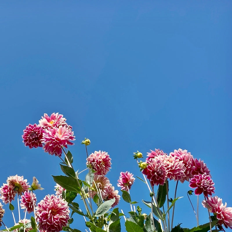 Dahlias