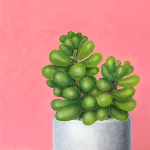 Plant Jellybeans