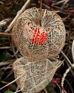 Chinese Lantern Skeleton