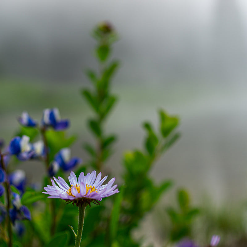 Tipsoo Flowers