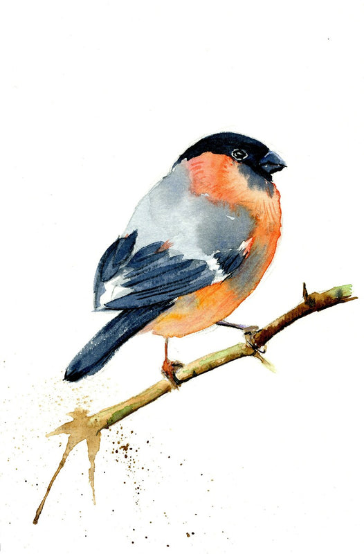 Bullfinch