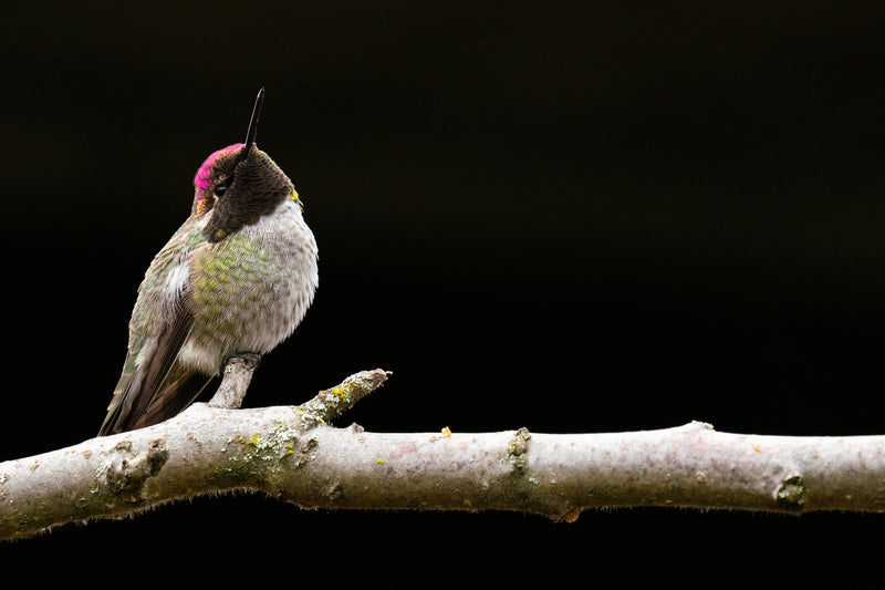 Posing Hummingbird