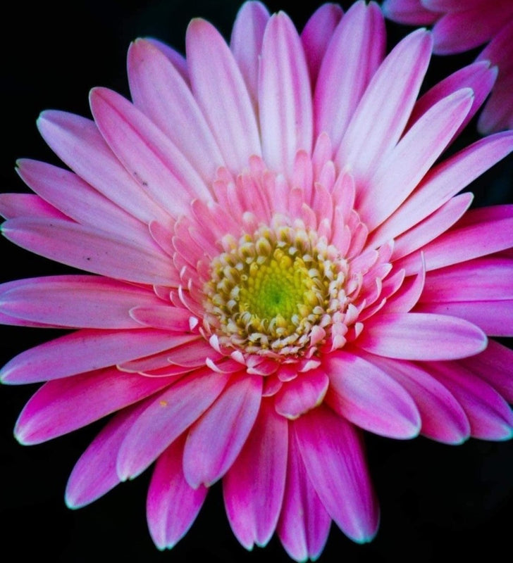 Gerbera Daisy in Pink