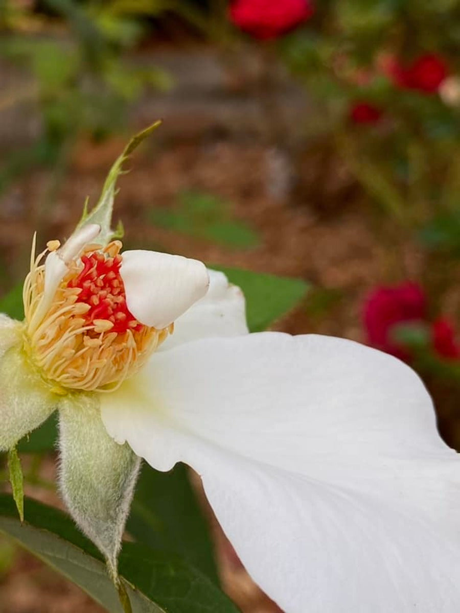 White Flower