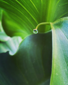 Calla Lily Drop