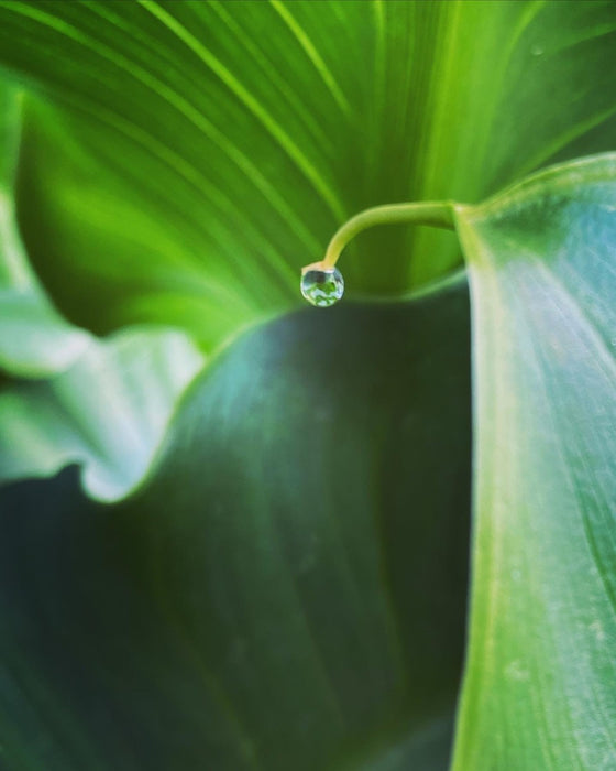 Calla Lily Drop
