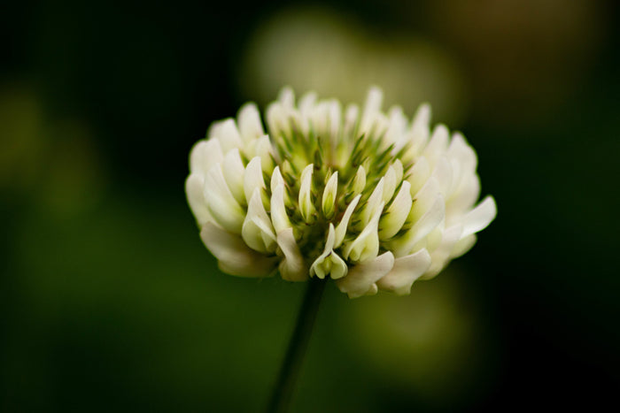 Clover Up Close