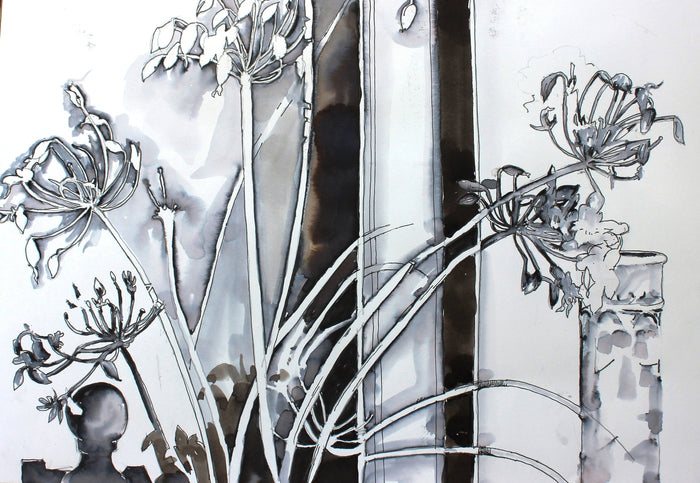 Agapanthus
