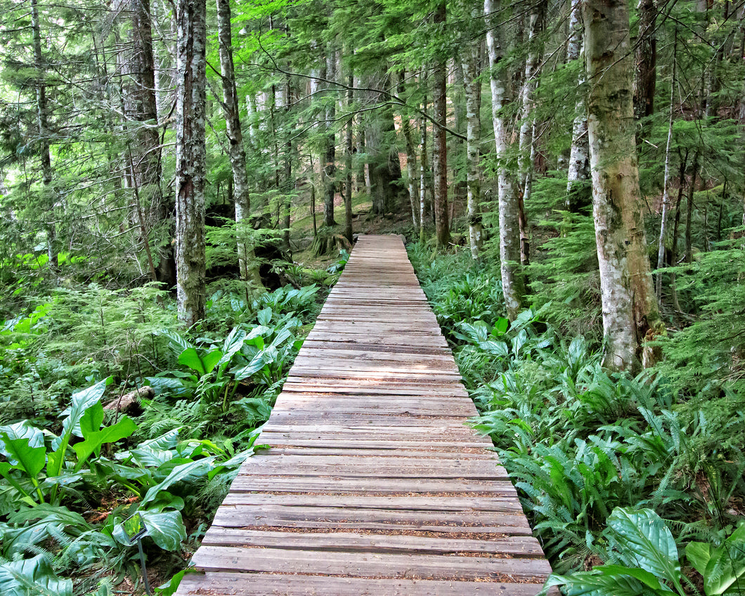 Follow the Path