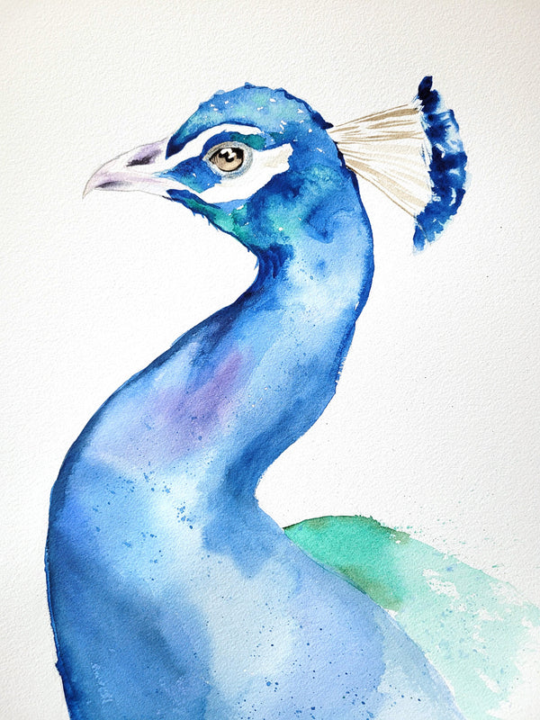 Peacock