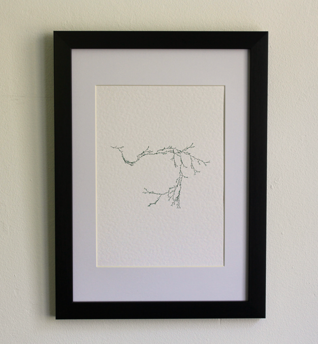 Asparagaceae IV- (Systems' Garden series)