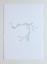 Load image into Gallery viewer, Asparagaceae IV- (Systems&#39; Garden series)
