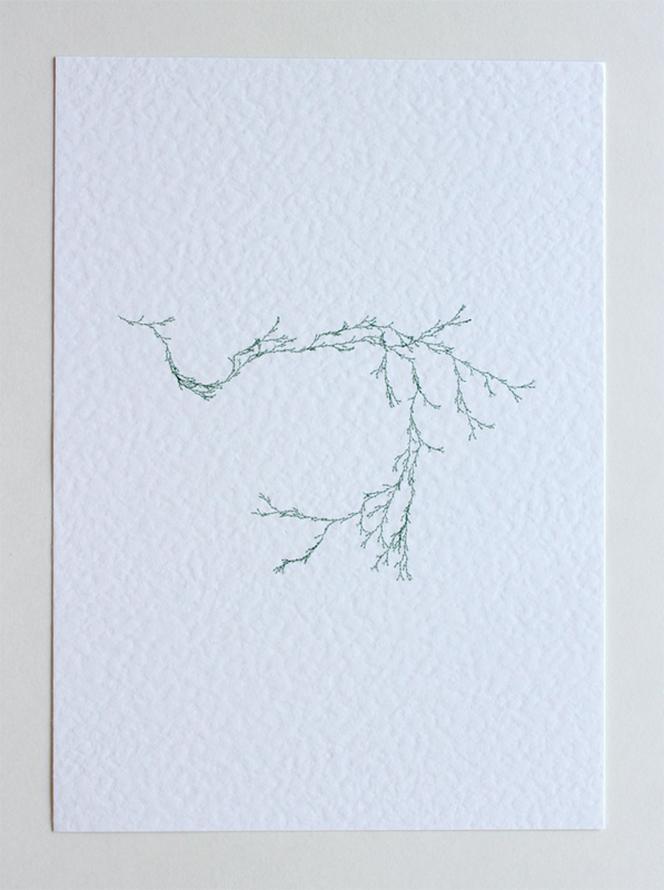 Asparagaceae IV- (Systems' Garden series)