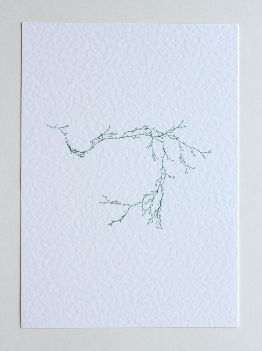 Asparagaceae IV- (Systems' Garden series)