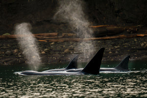 PNW Orca Family
