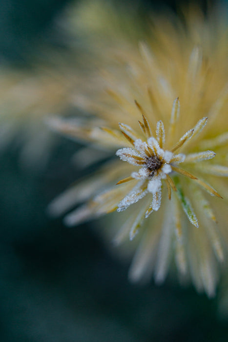 Frosted Larch