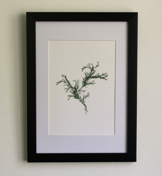 Sargassum III (Systems' Garden series)
