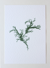Load image into Gallery viewer, Sargassum III (Systems&#39; Garden series)
