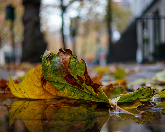 Occidental Leaf