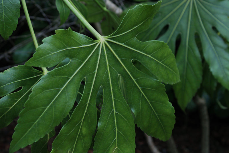 Dinosaur Leaf