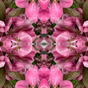 Symmetry - Pink and Green