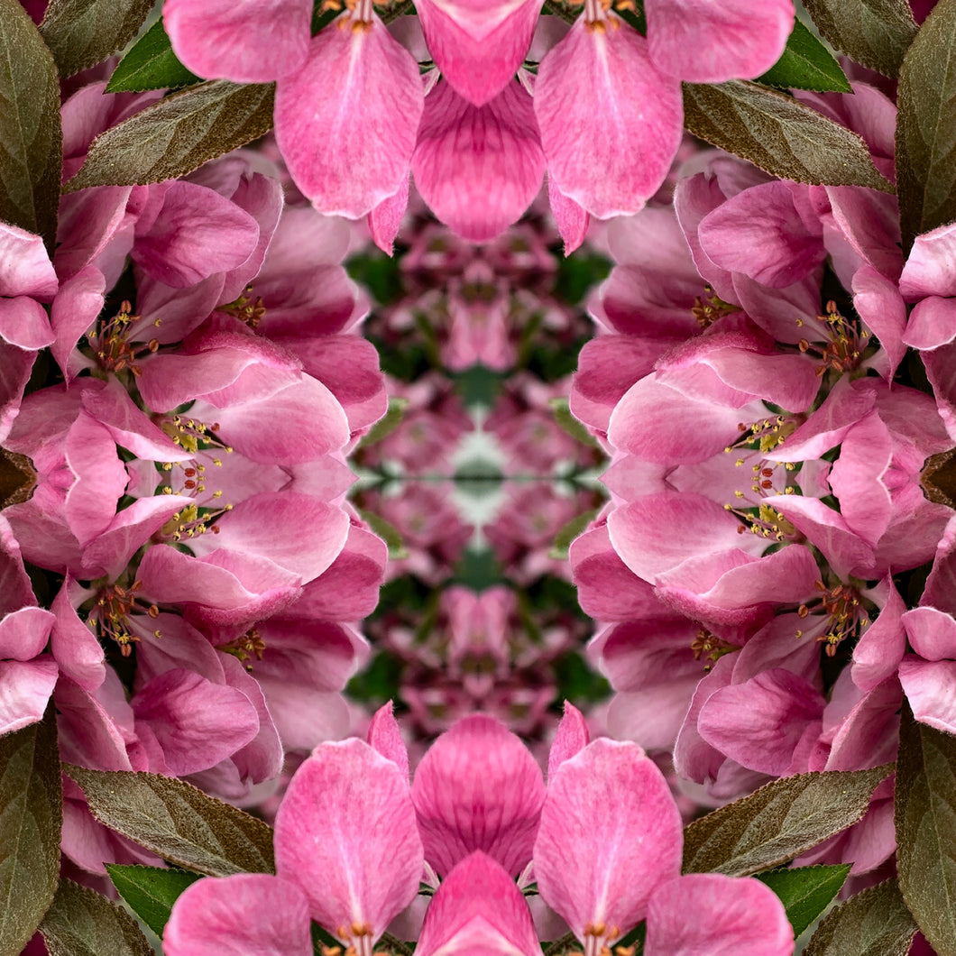 Symmetry - Pink and Green
