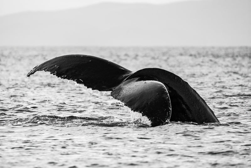Humpback Fluke
