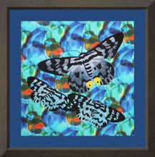 Load image into Gallery viewer, Blue Day Moth
