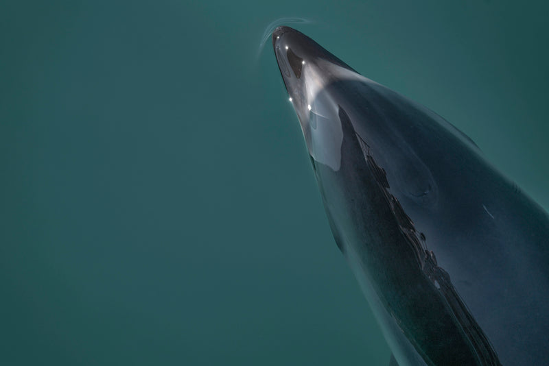 Dusky Dolphin