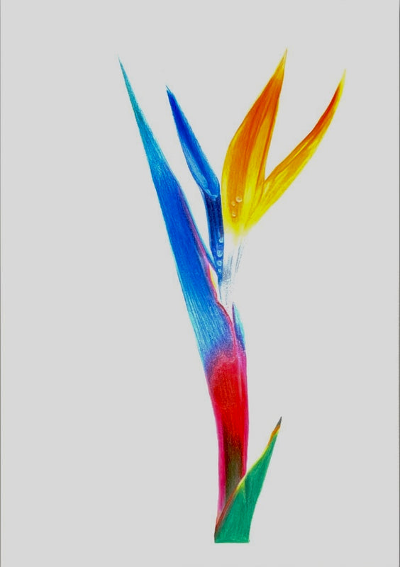 Bird of paradise