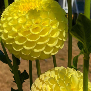 Yellow Dalia