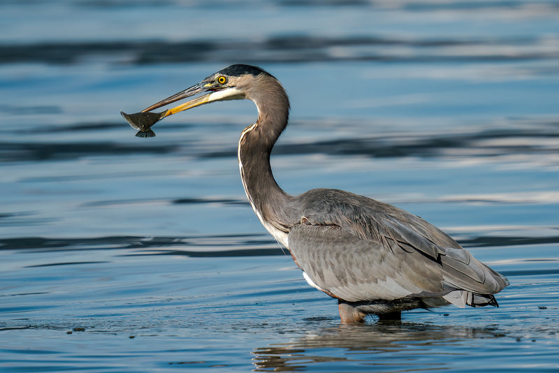 Heron with Fish
