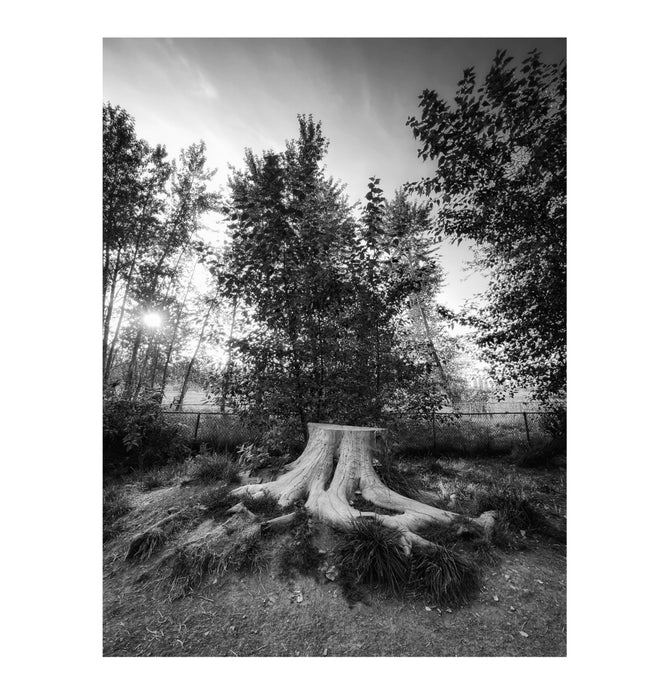 The Stump