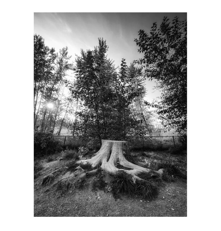 The Stump