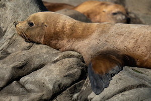 Resting Small Sealion