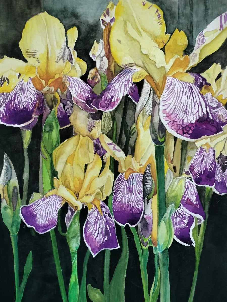 Bearded Irises