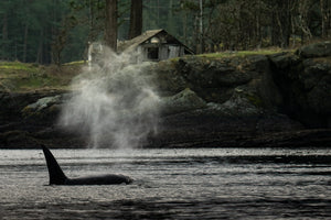 PNW Vibe Orca Shack