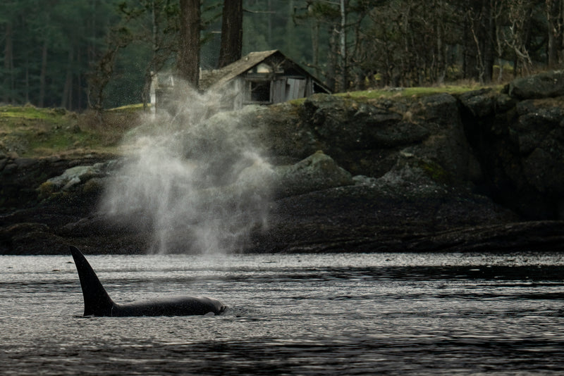 PNW Vibe Orca Shack