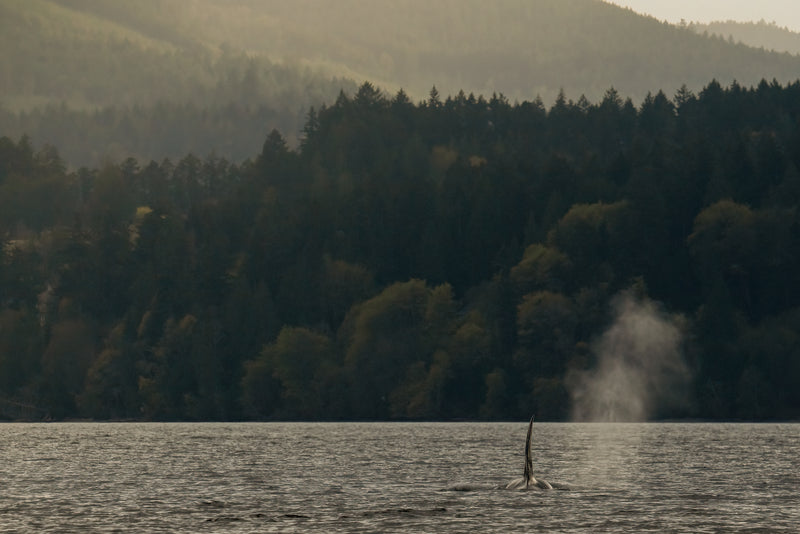 PNW Vibe Orca