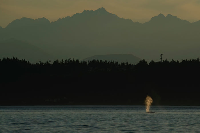 Sunset Humpback