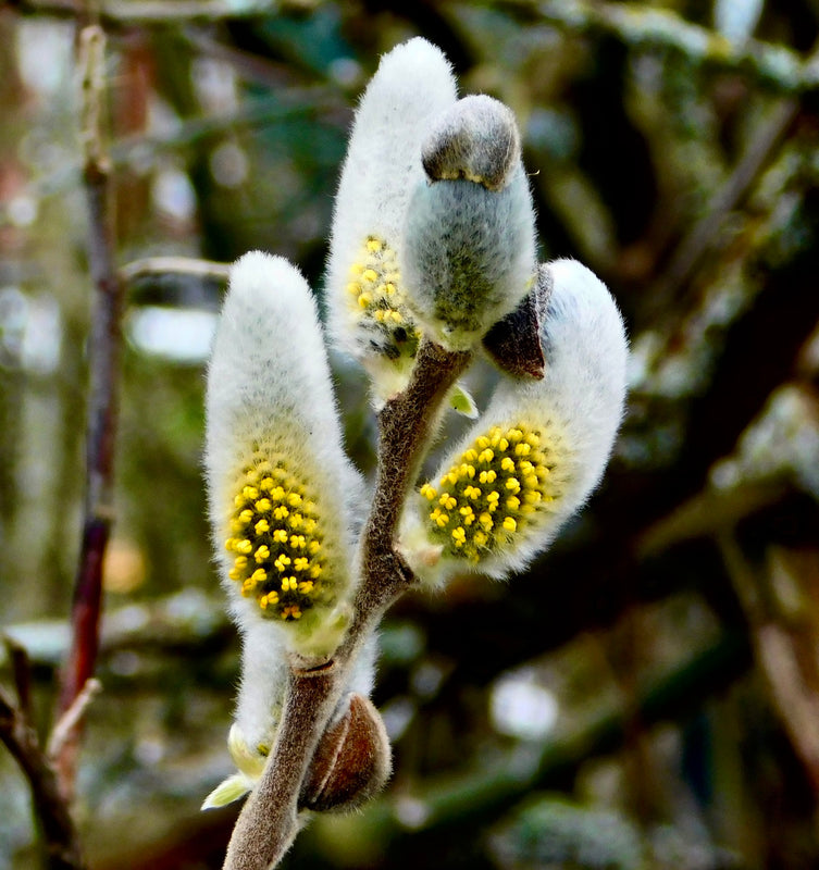 Willows in Winter